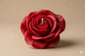 Rosa Jardin